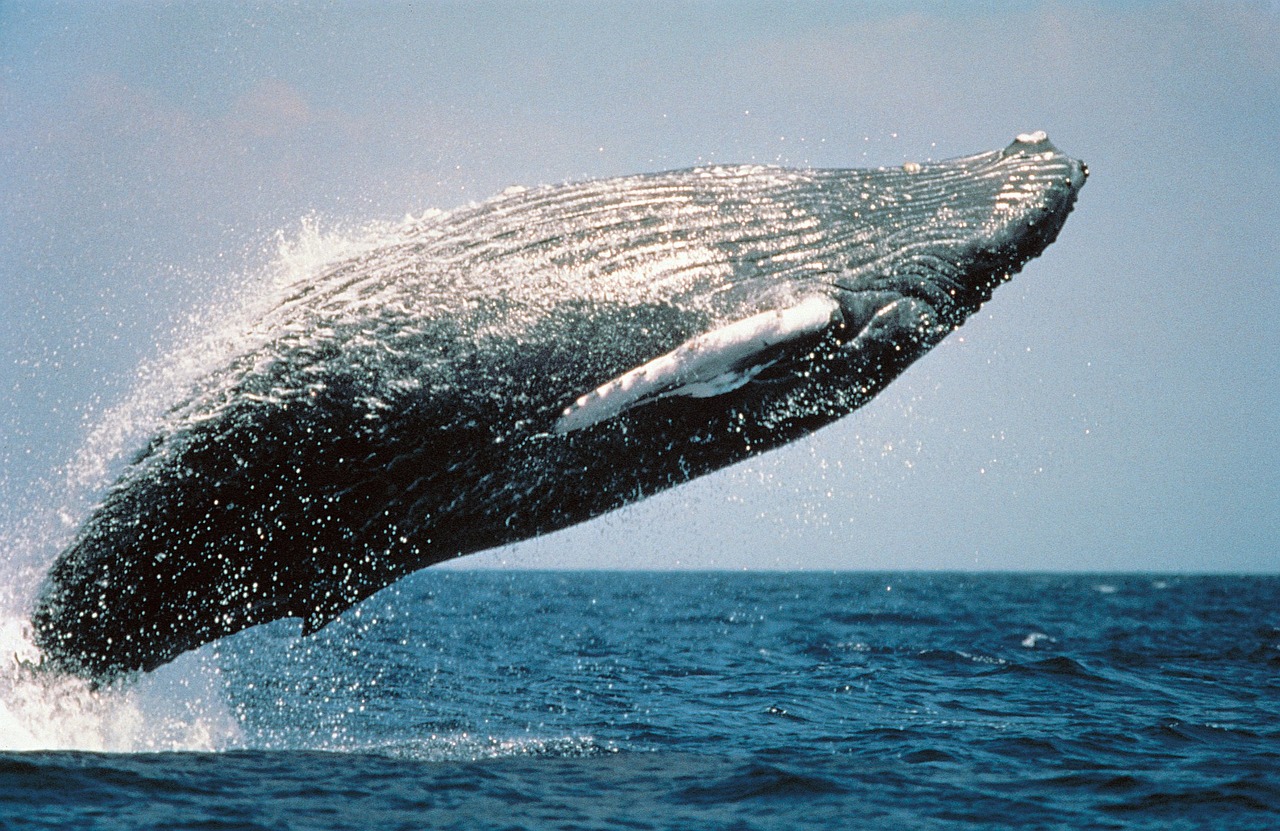 humpback-whale-591126_1280