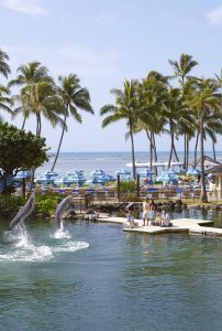 Dolphins jumping at Kahala Hotel