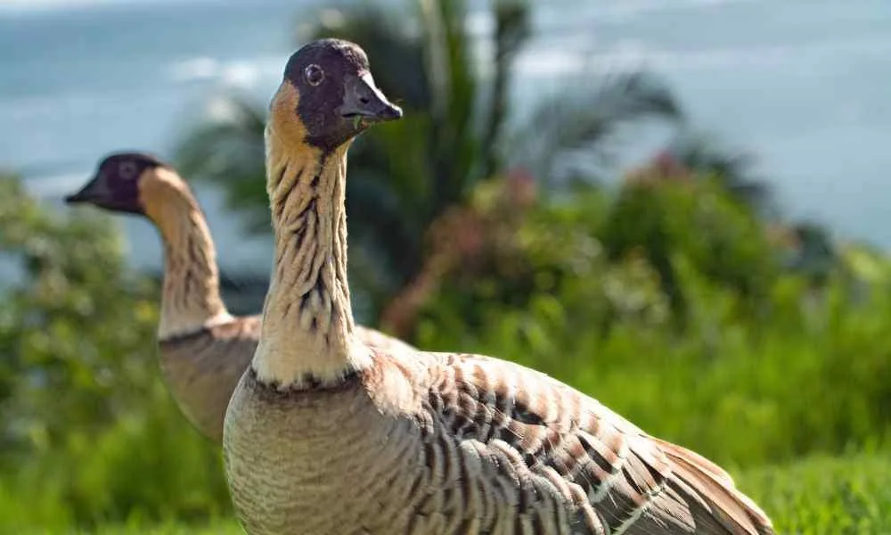 Nene-Goose-birds-of-Oahu-Hawaii